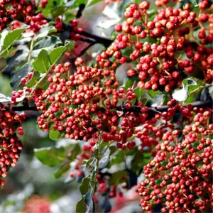 大红袍花椒苗昭通四川汉源花椒苗贵州大红袍花椒苗批发基地直供