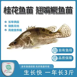渔场直供桂鱼苗 全国包邮包活发货 运输损耗企业承担