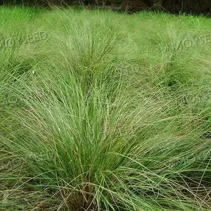 福建厦门花草种子公司-批发零售-花海种子(弯叶画眉草草坪坪草种种子)