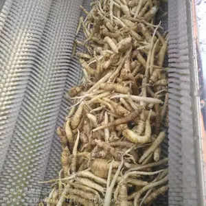 义康牌洋姜清洗机 生姜清洗设备 马蹄清洗机