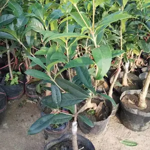 �������������ͥԺ���ܽ�𵤹��ļ�����