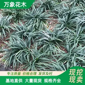 ���س��� 5cm������С�� ͥԺ��ֲ�ر����²� ��·ɫ����ľ