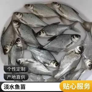 ���������� ̨�崿������ �ӽ������� �������