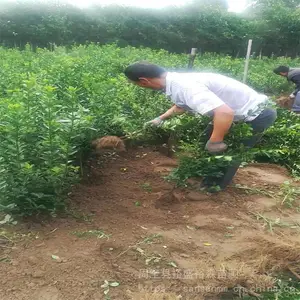 �������鶬�� ���ǽ�ڵ����� ��������ֲ����