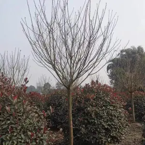 �Ĵ�ӣ������ ����8����ӣ��������ľ �ձ���ӣ�� ��