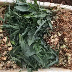 湖北黄精苗 基地批发黄精种苗 滇黄精苗 2019黄精种苗 现挖现发 品质***