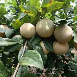 ���ţ��������������ʺ��½���ֲ ��������������ֲ����