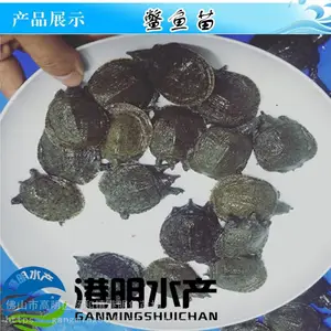 鱼日本鱼苗批发找哪家_求购请选港明水产