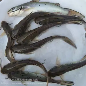 �������Ⱦ��ˮ��ֳ�������� ��β�t�������缼�� �����滮 ��������