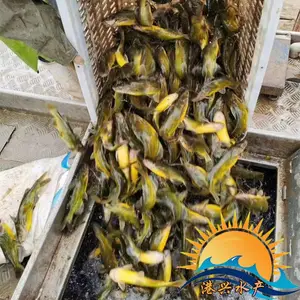 �㶫��Զ�ƹ������Լ����糡 ��ˮ�������� ȫ������ֱ��
