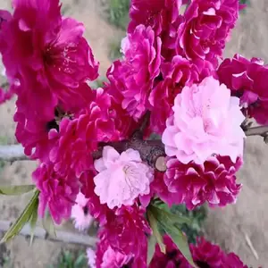 ���Ʒ�ִ�֦�һ� ��֦���� ���괹֦������ ���ط���