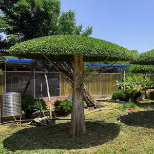 雨伞造型对节白蜡 20-25公分粗度 庭院造型景观树现货