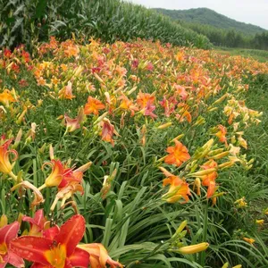 湖南花卉新品萱草花基地