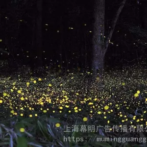 幕明互动装置萤火虫夜游亮化装置一手资源低价租售