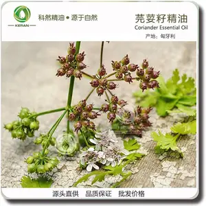 ܾݴ�Ѿ��� ��Ȼ������ԭ�� ܾ������ ����������� Coriander Oil