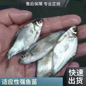 ���������� ̨�崿������ �ӽ������� �������