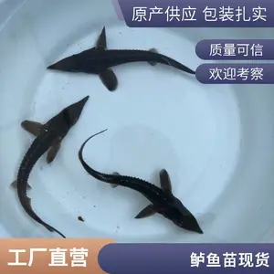 山东日照本地鲈鱼苗鲟鱼鱼苗养殖场直供淡水鱼苗批发基地