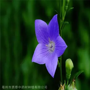 桔梗种子如何育苗育苗详细步骤