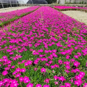 石竹 成都石竹基地 石竹杯苗供应 四川地被草花苗圃货源