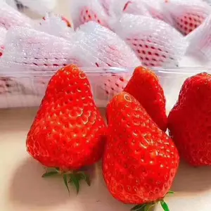 草莓网套机-龙口同力达质量可靠-草莓网套机多少钱一台