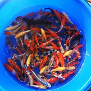 桐乡锦鲤鱼 锦鲤养殖基地 观赏鱼批发