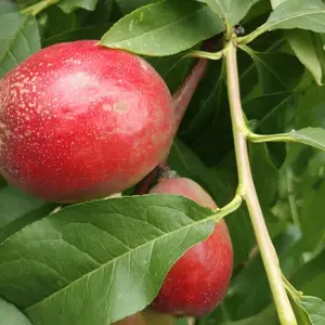 3��5�������� �޽Ӷ������� �Ժ�����