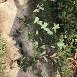 红叶石楠大杯苗有多高红叶石楠杯苗装车什么价格