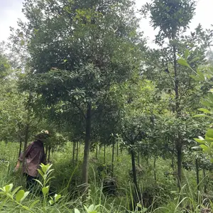 华南最美乡村树种山树种短序润楠