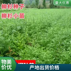 柳杉树种子护坡绿化固土工程绿化植物种籽林木花种杨柳种苗