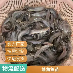 塘鲺鱼苗 塘角鱼苗 品种***稳定 港发水产 长期供货养殖场补苗