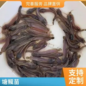 塘鲺鱼苗 港发水产 本地塘鲺鱼苗 体质健壮 下塘成活率稳定可靠