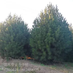 西藏拉萨白皮松苗木基地价格行情