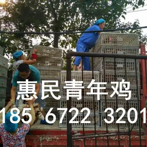 许昌罗曼粉青年鸡养殖基地许昌大型罗曼粉青年鸡养殖场