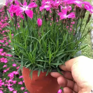耐寒耐踩的一年四季都会开花的开花机器欧石竹杯苗有售