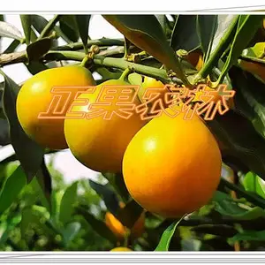 正宗脆蜜金柑苗广西融安基地当天发货全国包邮