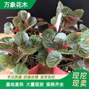 ���Ի�����С�� ��˿��Ҷ���Թ����̻� �ر��������辰������
