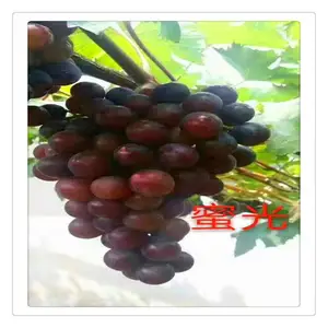 ռ�ش�������������_�½��ز���������Ǥ����