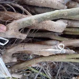 ǿ�غ����� ������������