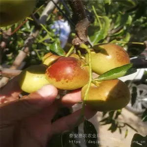 ��ũũҵ �óԸ���Ķ���Ʒ�� �޽�2����������� ����ڳ�