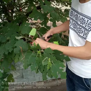 ������˰����� �ཷ������֦�� �ֶ��¿������