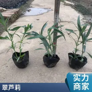 ������«�������辰С�� ���� ��ƶ�����ǿ ԰���̻� �ر������쾰��