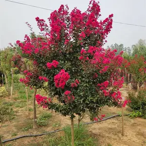 ������ޱ���� Ʒ�ֹ����ȫ �ͺ��ͺ� ����ͥԺ԰���̻��羰��
