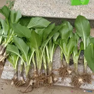 ���Գ�����Ҷ����С������·�߹�����ֲ�̻���̳������׺