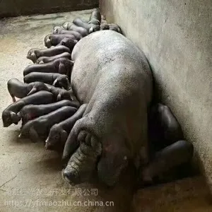现在黑母猪多少钱一头