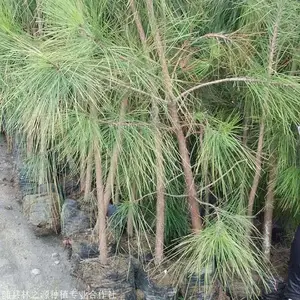 湖北三年生湿地松大杯苗,湿地松容器苗,湿地松树苗基地-林之源