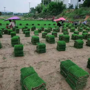 河源草坪价格 清远草皮基地 汕尾草坪求购