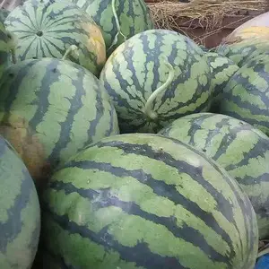 陕西大荔京欣西瓜产地，甜王西瓜价格行情批发基地