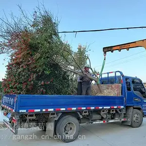 ������ľ�����г� ���;������������� �⸣����ľ��ֲ����