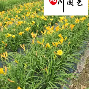 四川大花萱草基地直供 价格优惠 园林庭院绿化花萱草 耐寒耐旱 地被花境观赏绿植