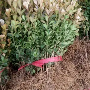 江苏花汇博 大叶黄杨 小叶黄杨 园林绿化 规格齐全 绿林花木场小叶黄杨苗子大叶黄杨 球